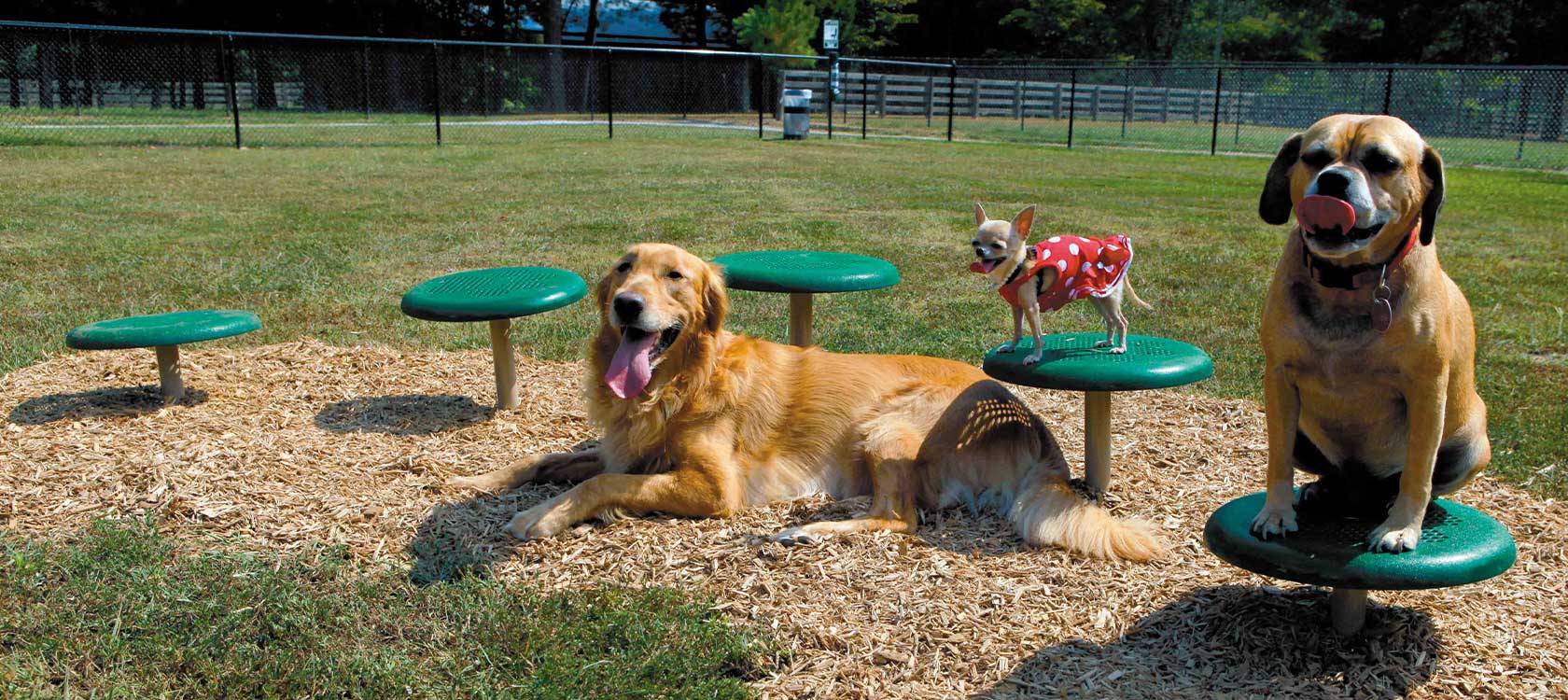 Dog Park Equipment & Agility Course Products
